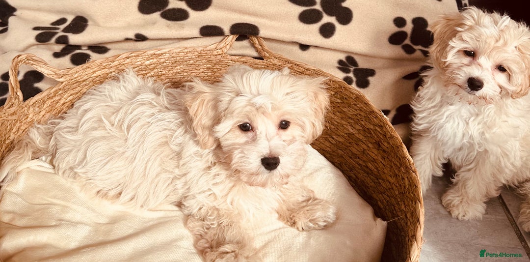 Maltipoo dogs for sale: F1 Toy Maltipoo puppys   - Image 20