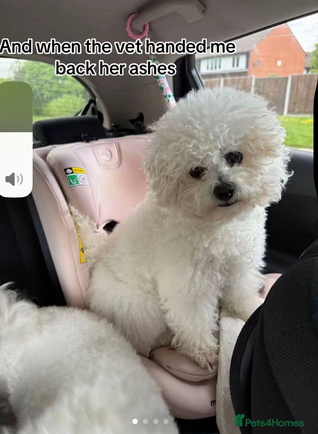 Mixed Breed dogs for sale: Beautiful Pomachons  - Image 5