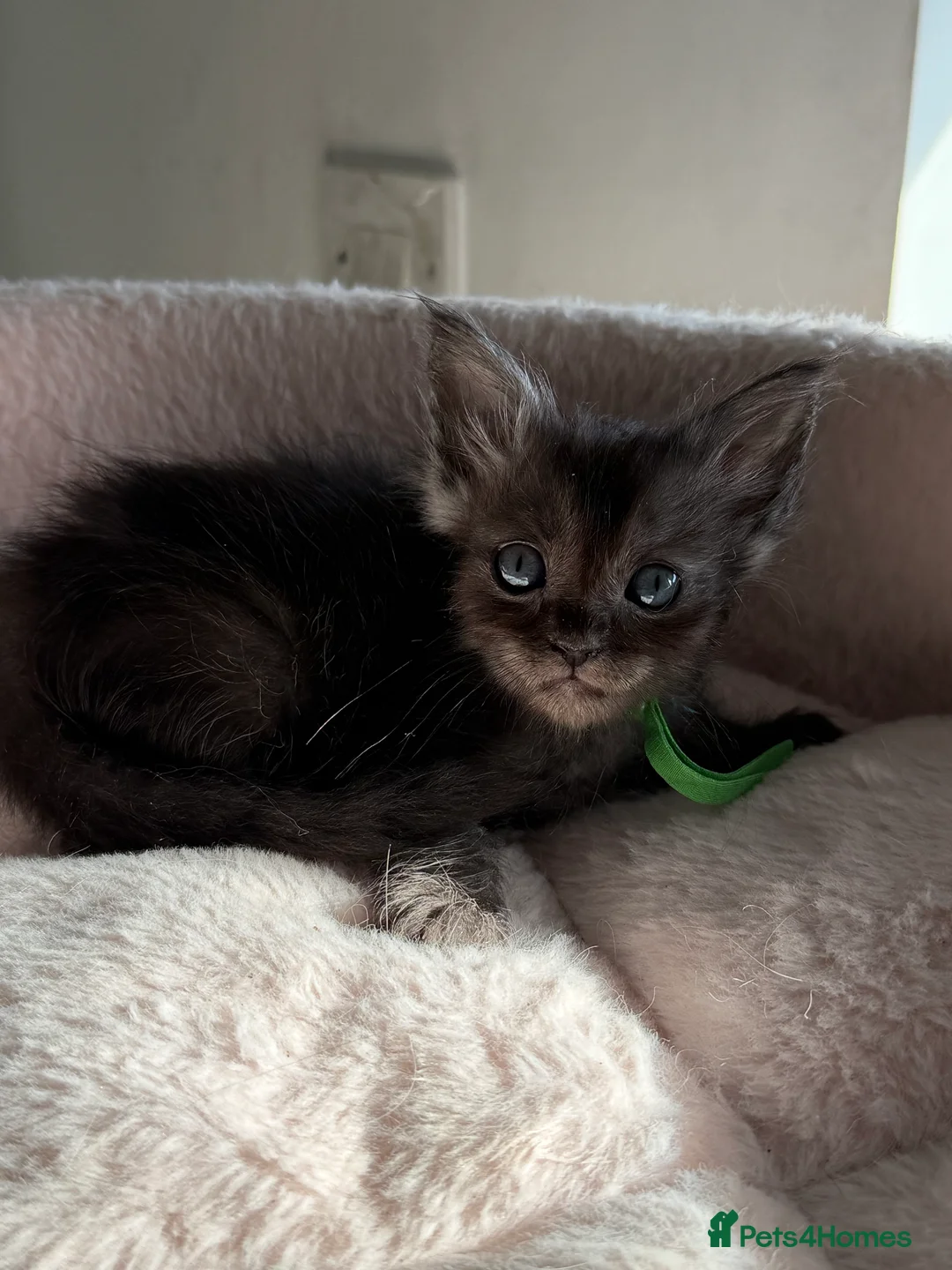 Ragcoon cats for sale: 6 beautiful Ragdoll X Maine coon kittens  - Advert 2