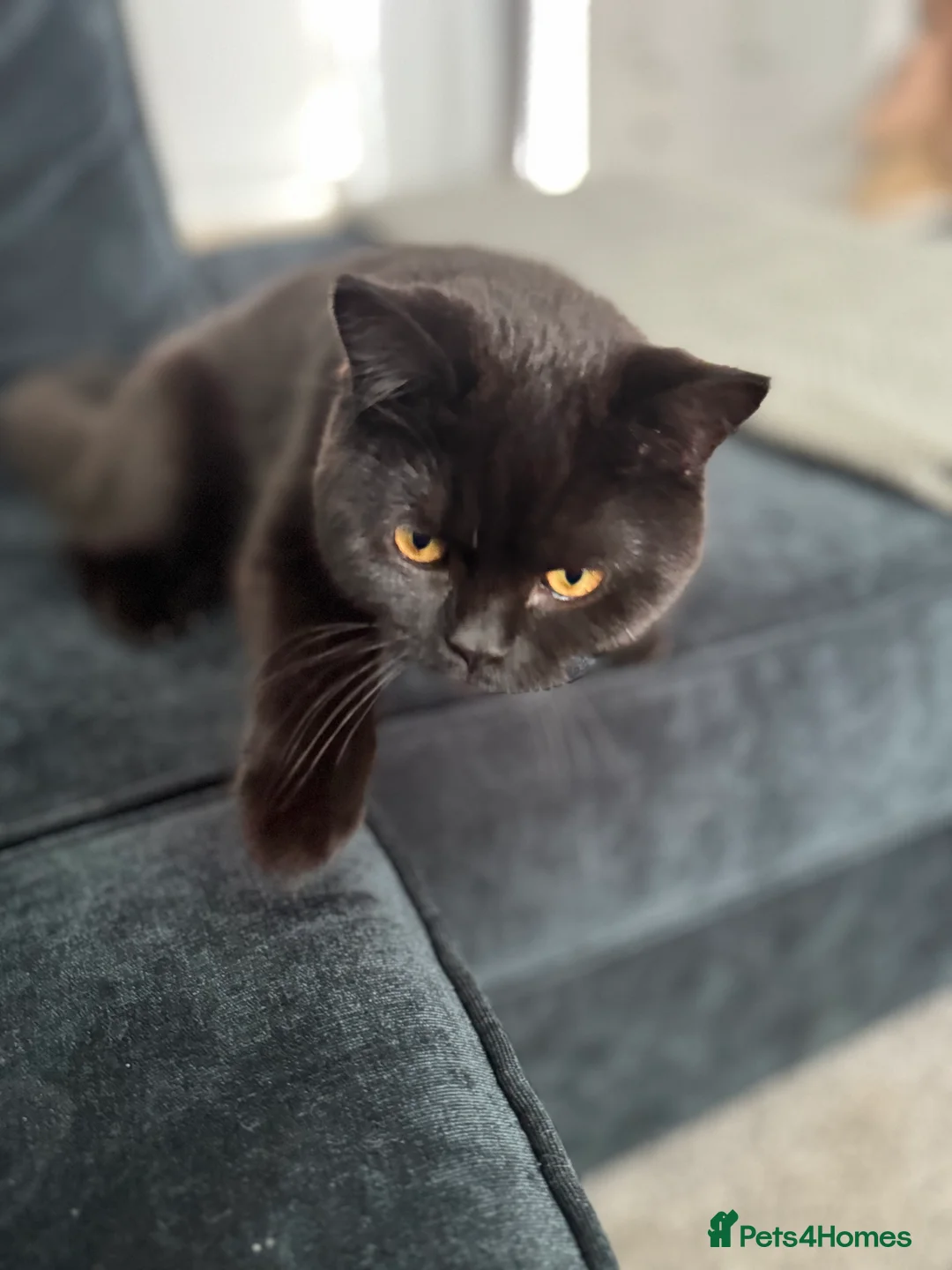 British Shorthair cats for sale: Black male British shorthair  - Advert 2