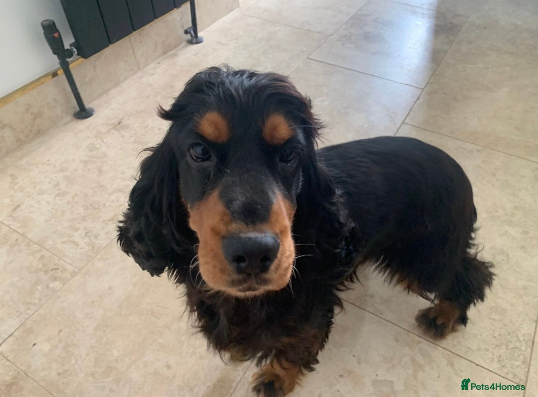 Cocker Spaniel dogs for sale: 5 year old stunning cocker spaniel pedigree - Image 5