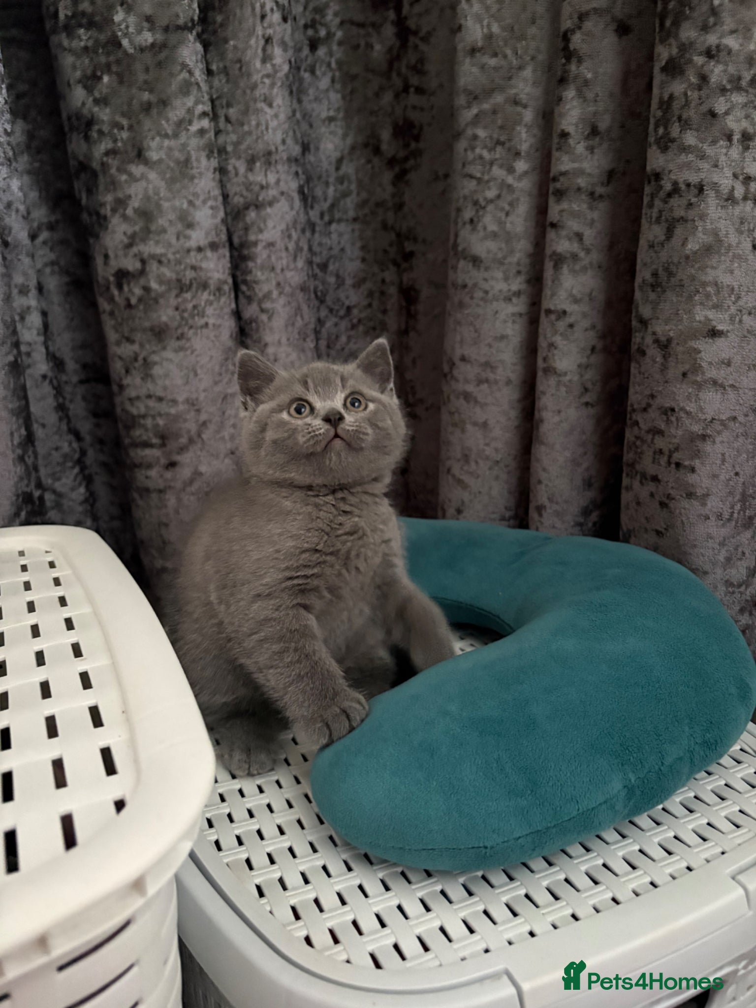 Scottish Fold cats Scottish fold kittens  - Advert 13