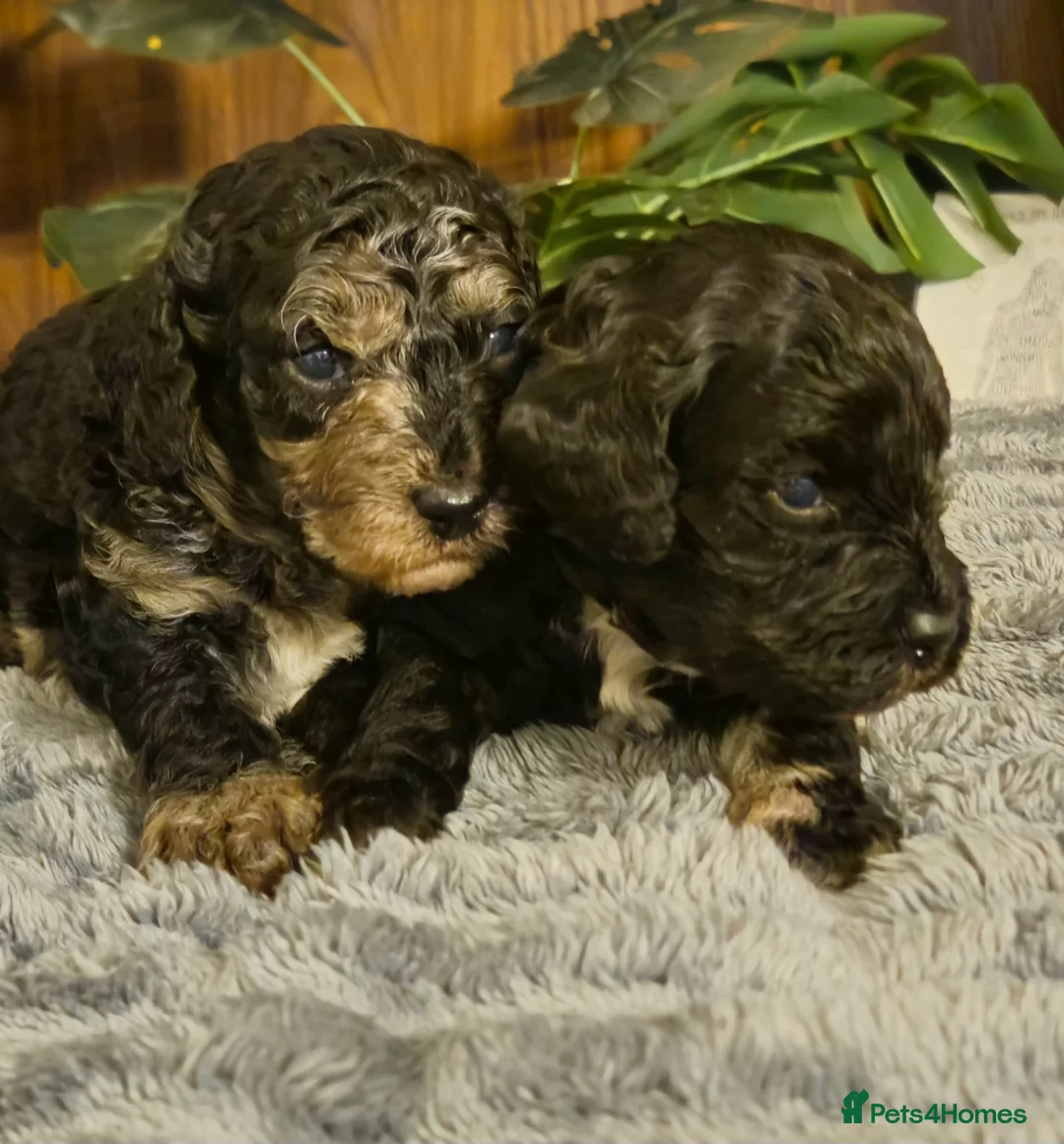 Cockapoo dogs for sale: Rare cockerpoos  - Advert 1