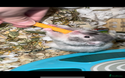 Hamster rodents for sale: Baby hamster  - Advert 16