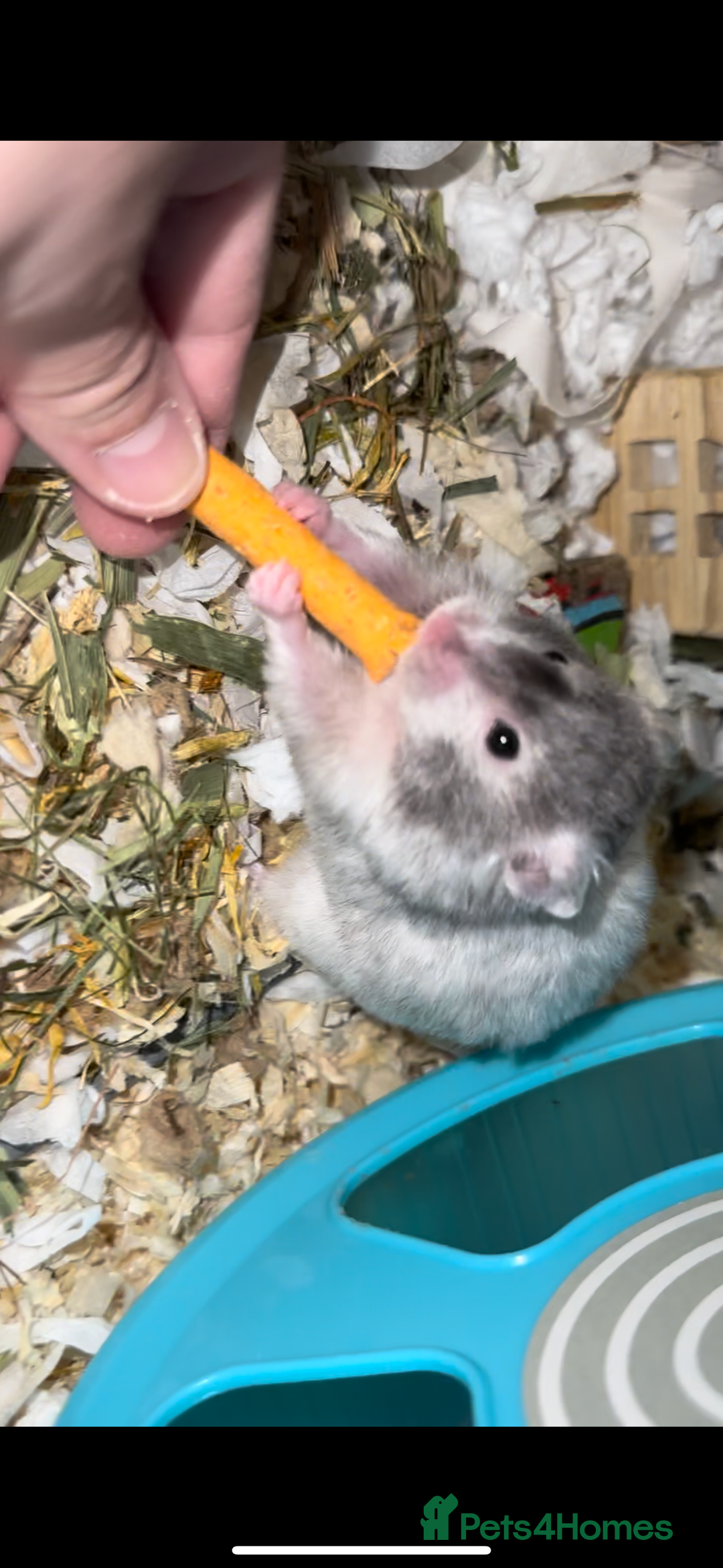 Hamster rodents for sale: Baby hamster  - Advert 16