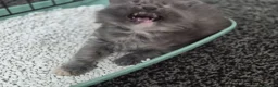 Maine Coon cats for sale: Stunning maine coon full pedigree kittens - Advert 7