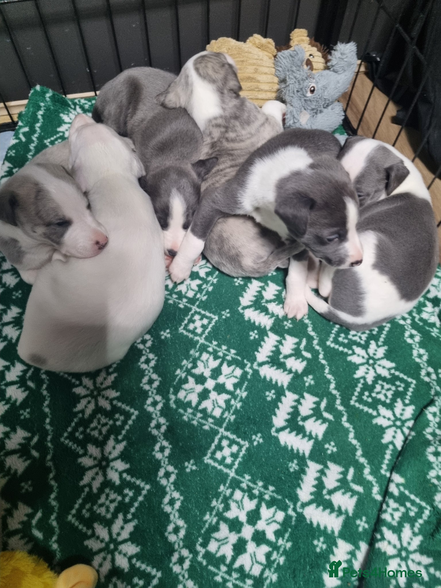 Whippet dogs ONLY 4 LEFT-UNIQUE WHIPPETS -4 girls and 2 boys - Advert 1