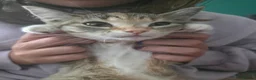 Mixed Breed cats for sale: Beautiful girl looking for her forever home in Newcastle - Advert 6