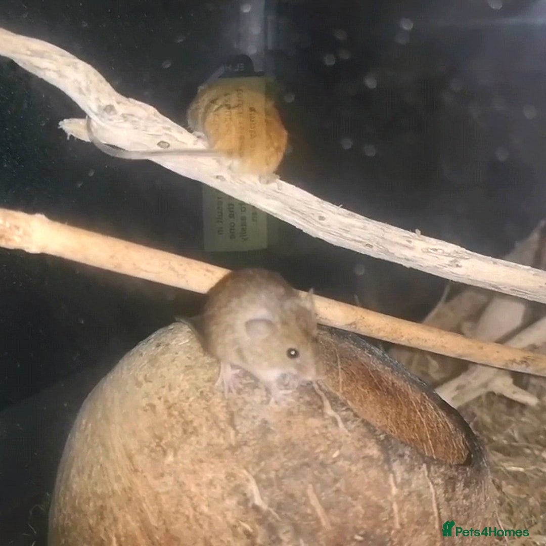 Mouse rodents for sale: Harvest mice - Advert 2