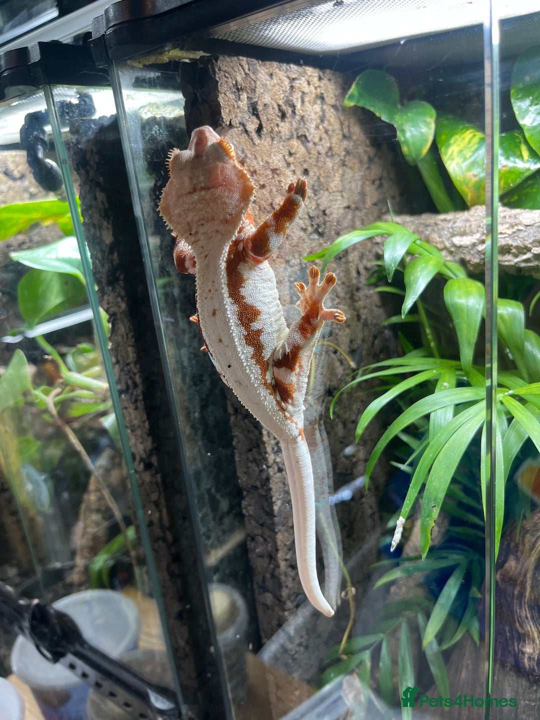 Gecko reptiles for sale: Various crested geckos and gargoyles - Image 14