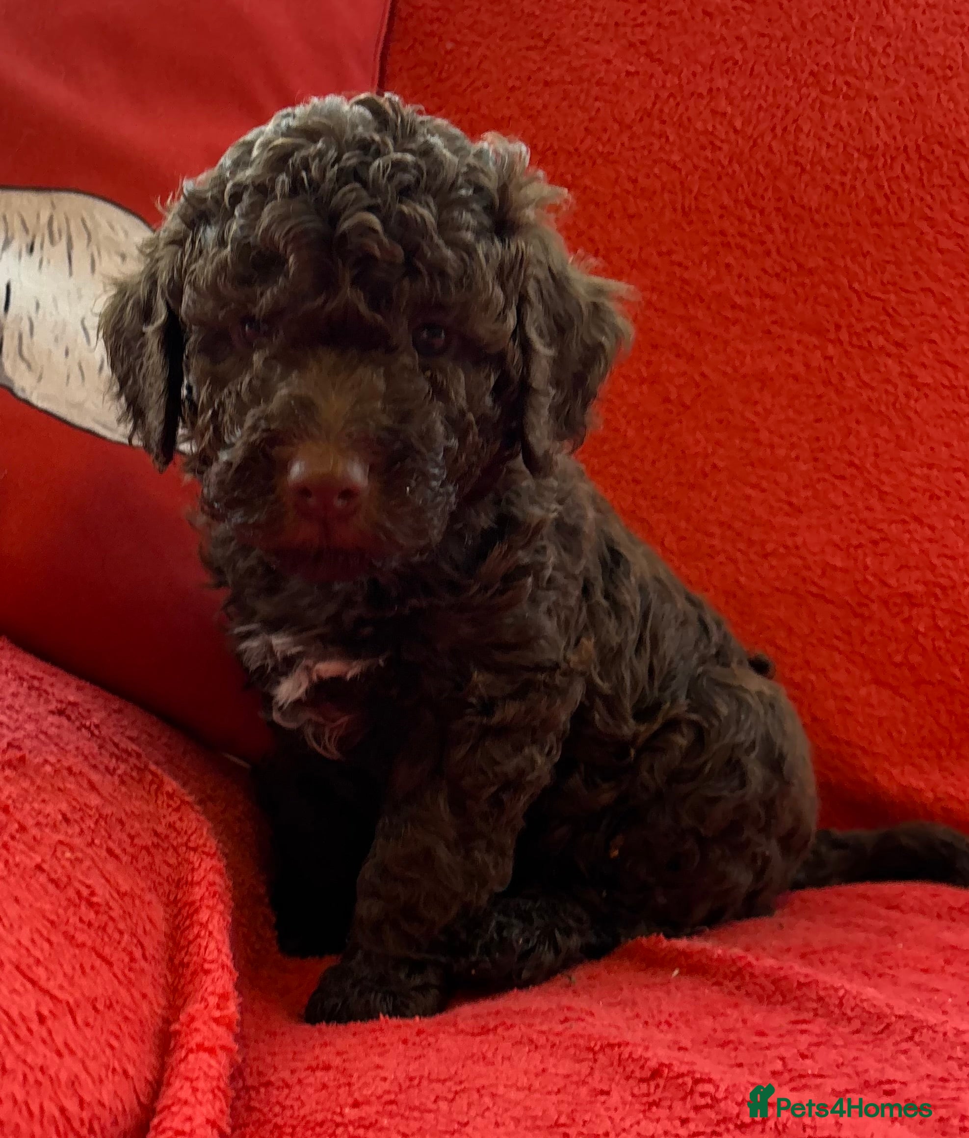 Lagotto Romagnolo dogs KC Registered Lagotto Puppies (⭐️⭐️⭐️⭐️⭐️ Breeder) - Advert 2