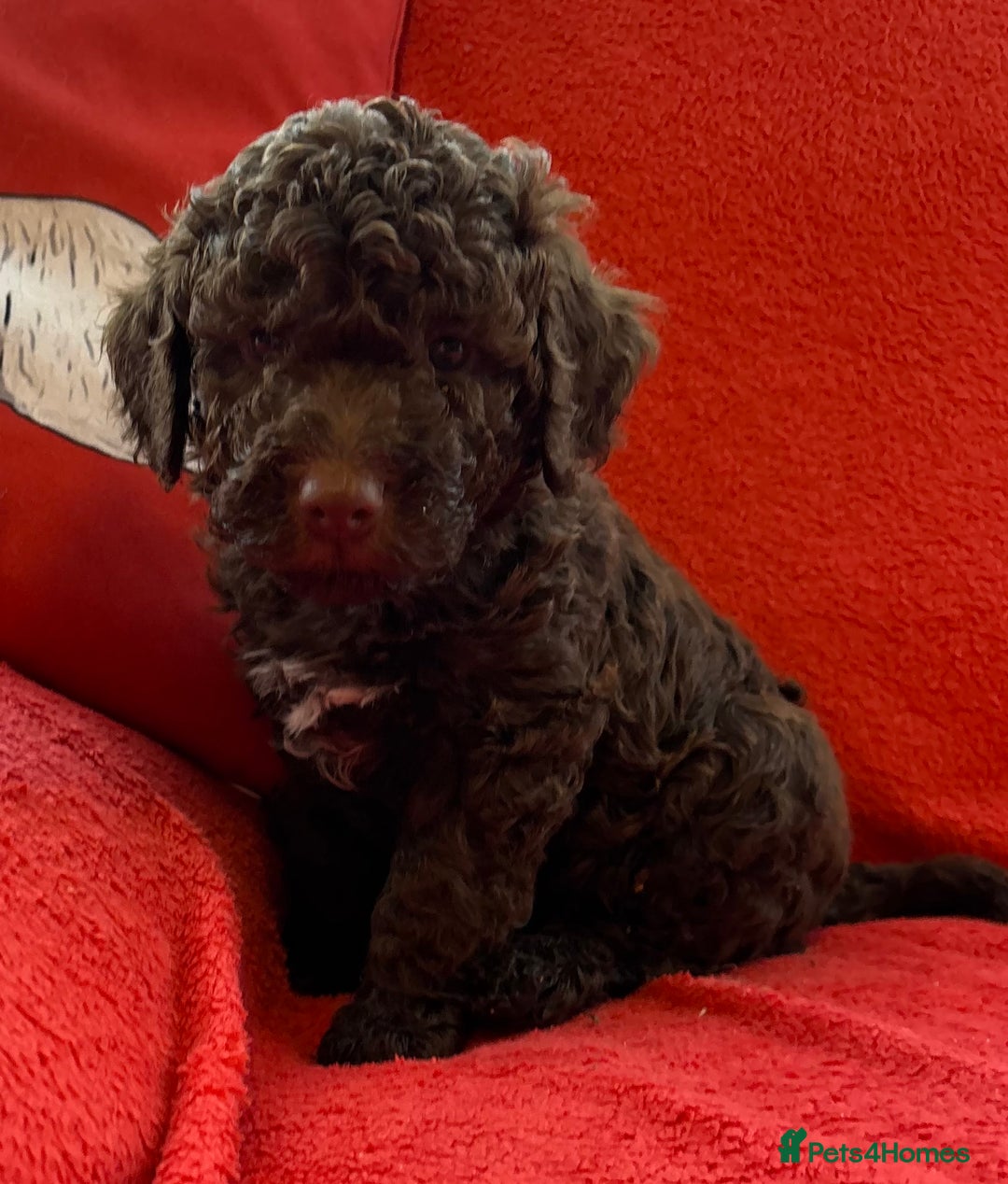 Lagotto Romagnolo dogs for sale: KC Registered Lagotto Puppies (⭐️⭐️⭐️⭐️⭐️ Breeder) - Advert 1