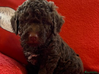 Lagotto Romagnolo dogs KC Registered Lagotto Puppies (⭐️⭐️⭐️⭐️⭐️ Breeder) - Advert 1
