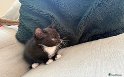 British Shorthair cats for sale: 4 kittens for sale - Image 10