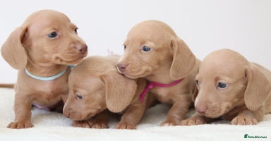 Miniature Dachshund dogs - Advert 5