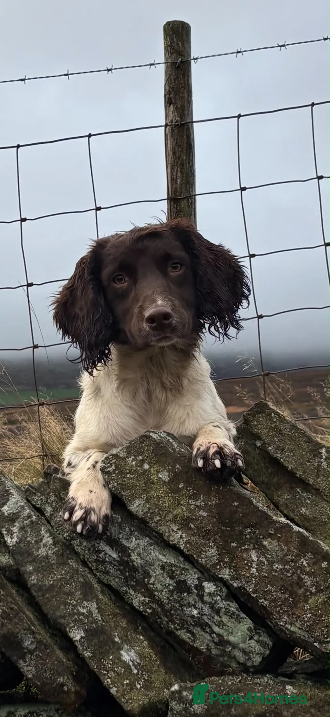English Springer Spaniel dogs for sale: Beautiful springer spaniels  - Advert 1