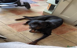 Rottweiler dogs for sale: 3 year old Rottweiler Female - Image 9
