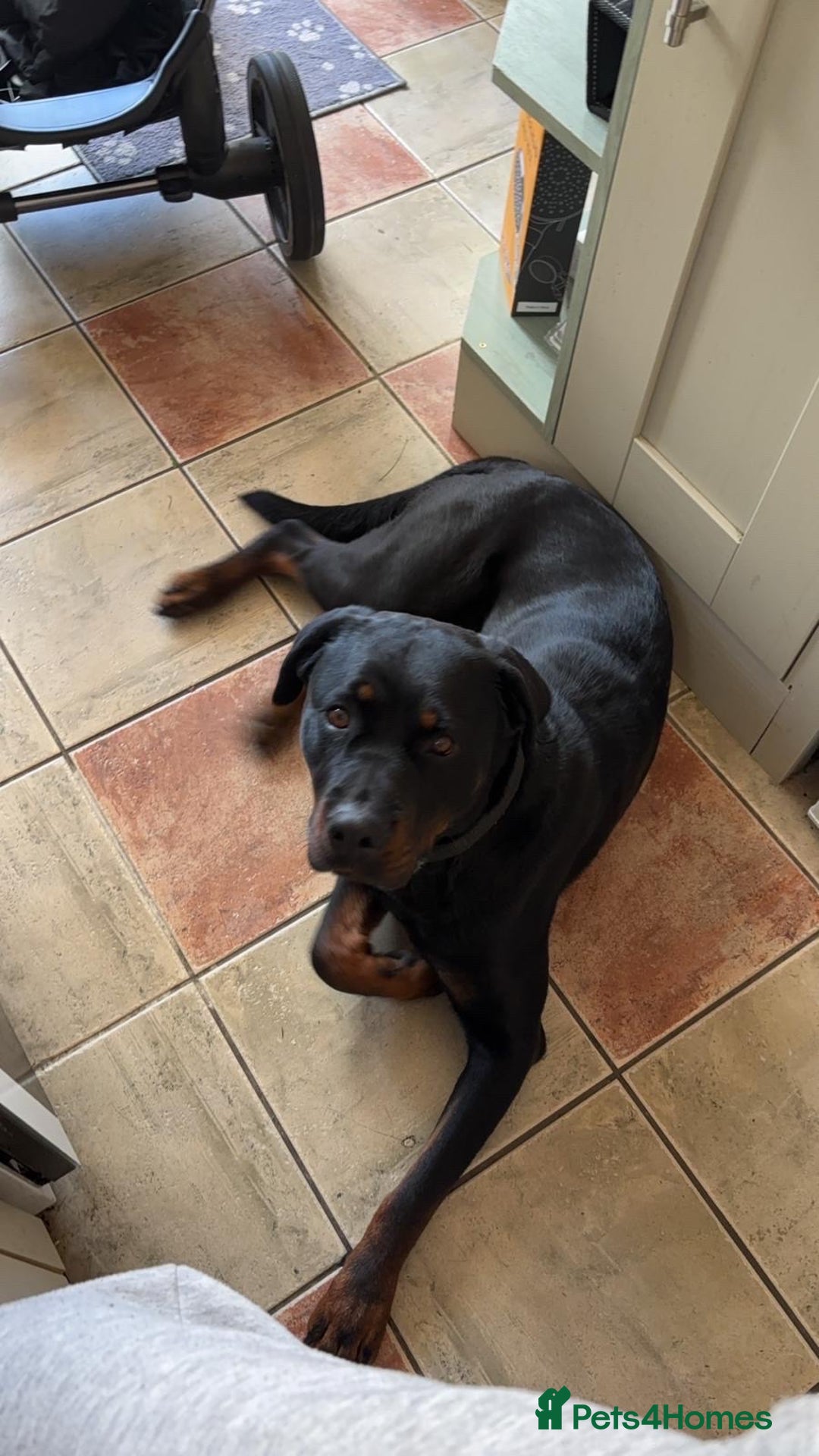 Rottweiler dogs for sale: 3 year old Rottweiler Female - Image 9