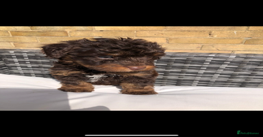 Cavapoo dogs - Advert 2
