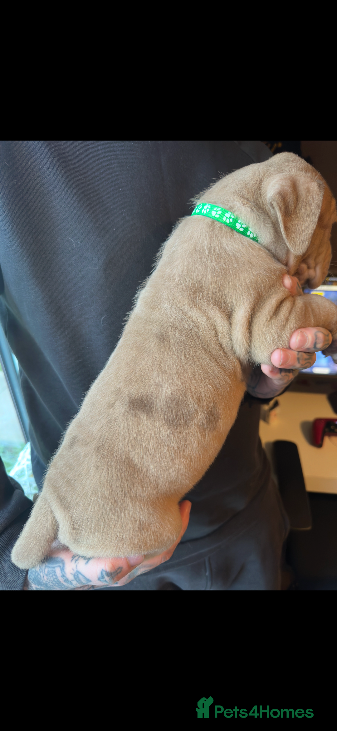 Mixed Breed dogs for sale: Presa X Neo puppies - Advert 6