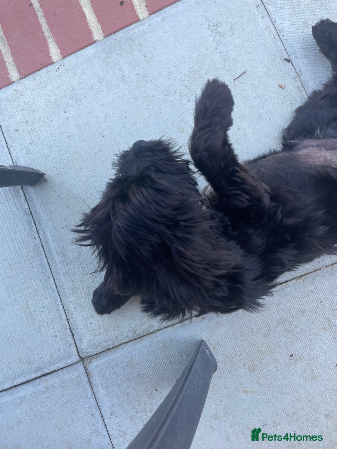Cockapoo dogs for sale: Manny  - Image 4
