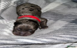 Cockapoo dogs for sale: F1B Cockapoos🐶 - Image 6