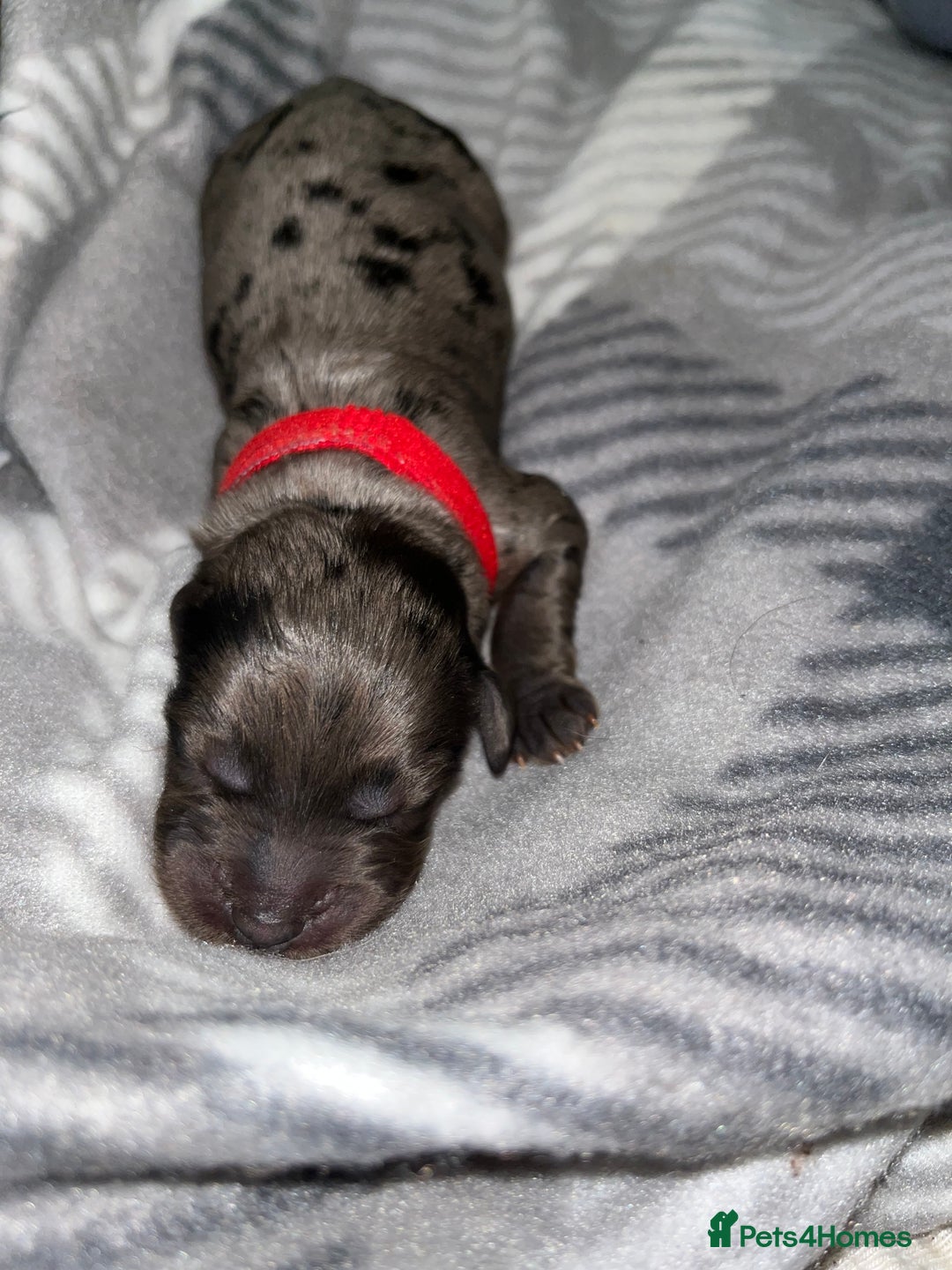 Cockapoo dogs for sale: F1B Cockapoos🐶 - Image 6
