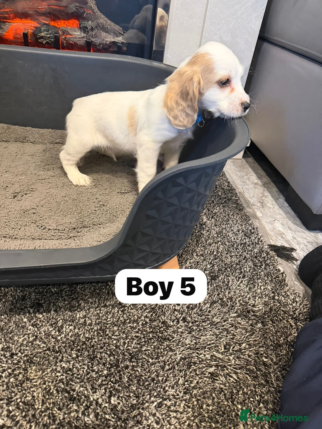 Cocker Spaniel dogs for sale: Beautiful adorable show type cocker spaniels - Advert 35