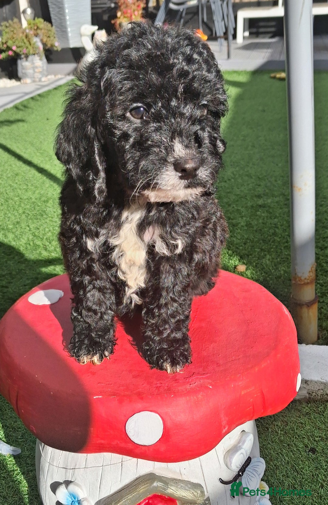 Cockapoo dogs for sale: ** LAST ADORABLE CURLY BLACK & WHITE COCKAPOOS **  - Advert 6