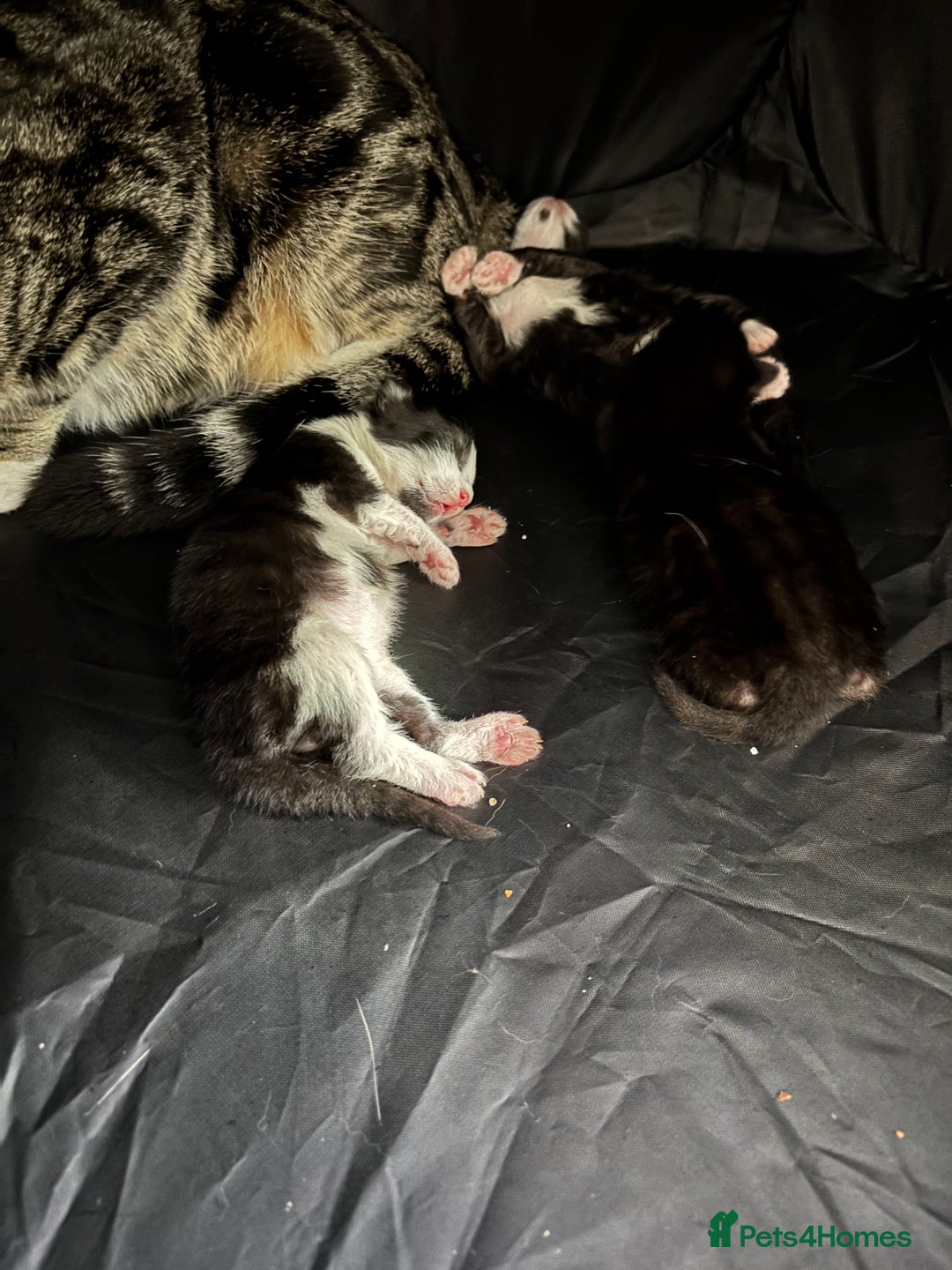 Mixed Breed cats for sale: Black and white kittens  - Image 11
