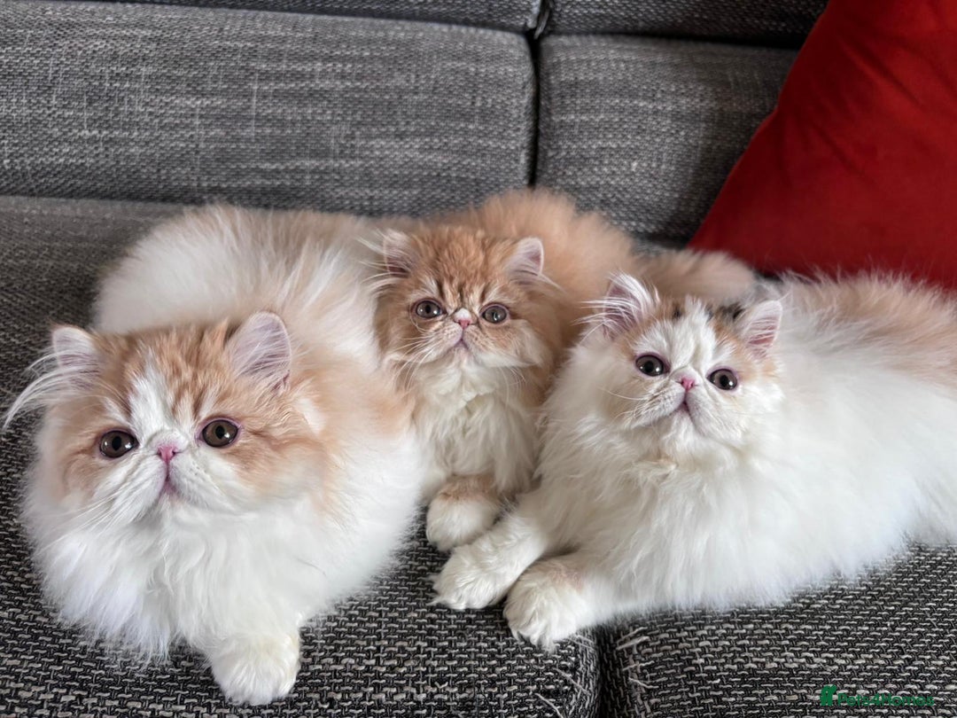 Persian cats for sale: Quality Persian Girls - Available Now - Advert 15