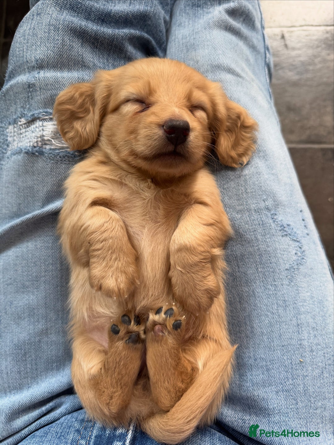 Miniature Dachshund dogs for sale: True Long hair English cream KC miniature  - Image 15