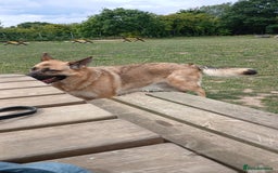 German Shepherd dogs for sale: 3 male german shepherd's puppies  - Image 2