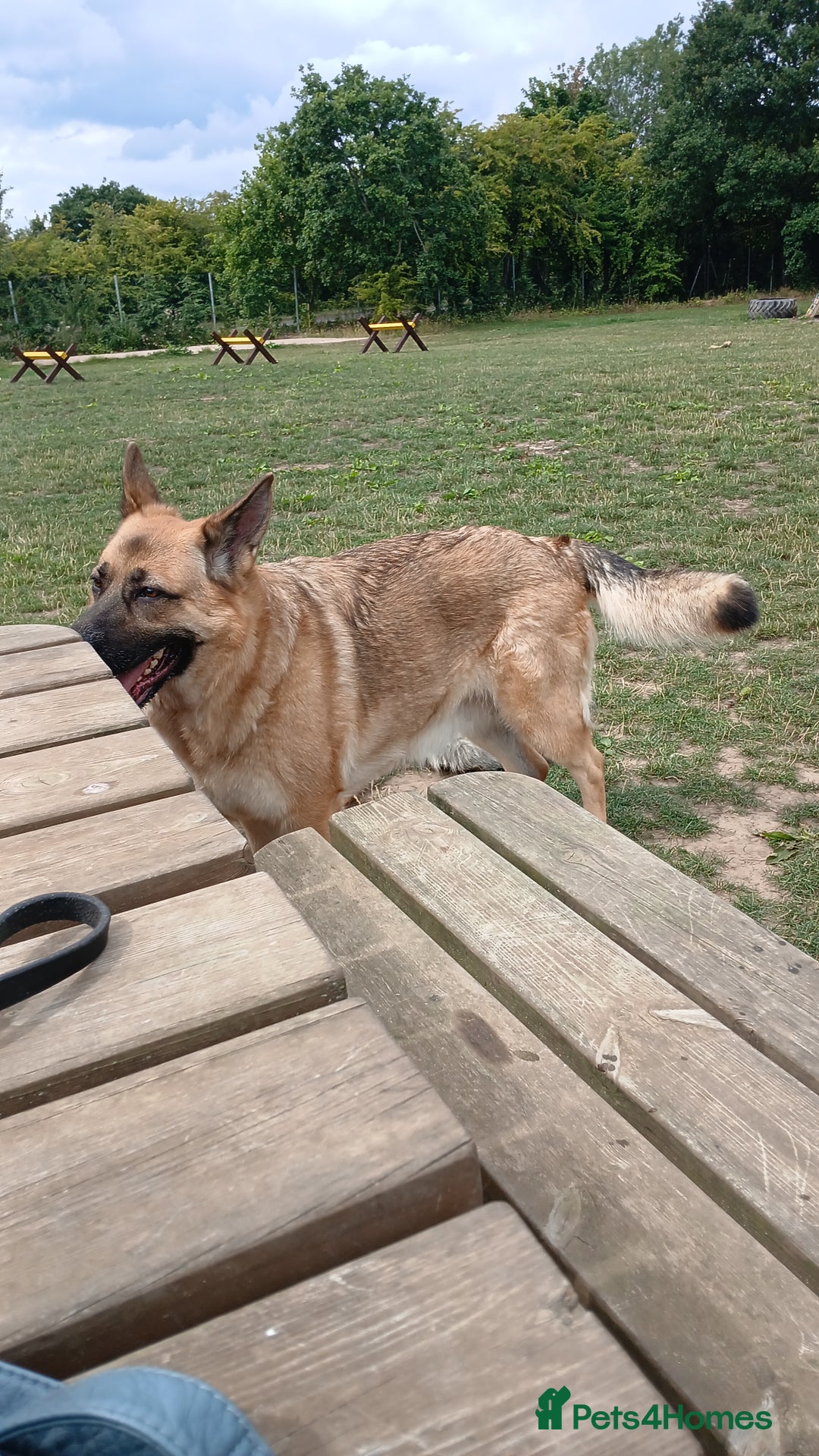 German Shepherd dogs for sale: 3 male german shepherd's puppies  - Image 2