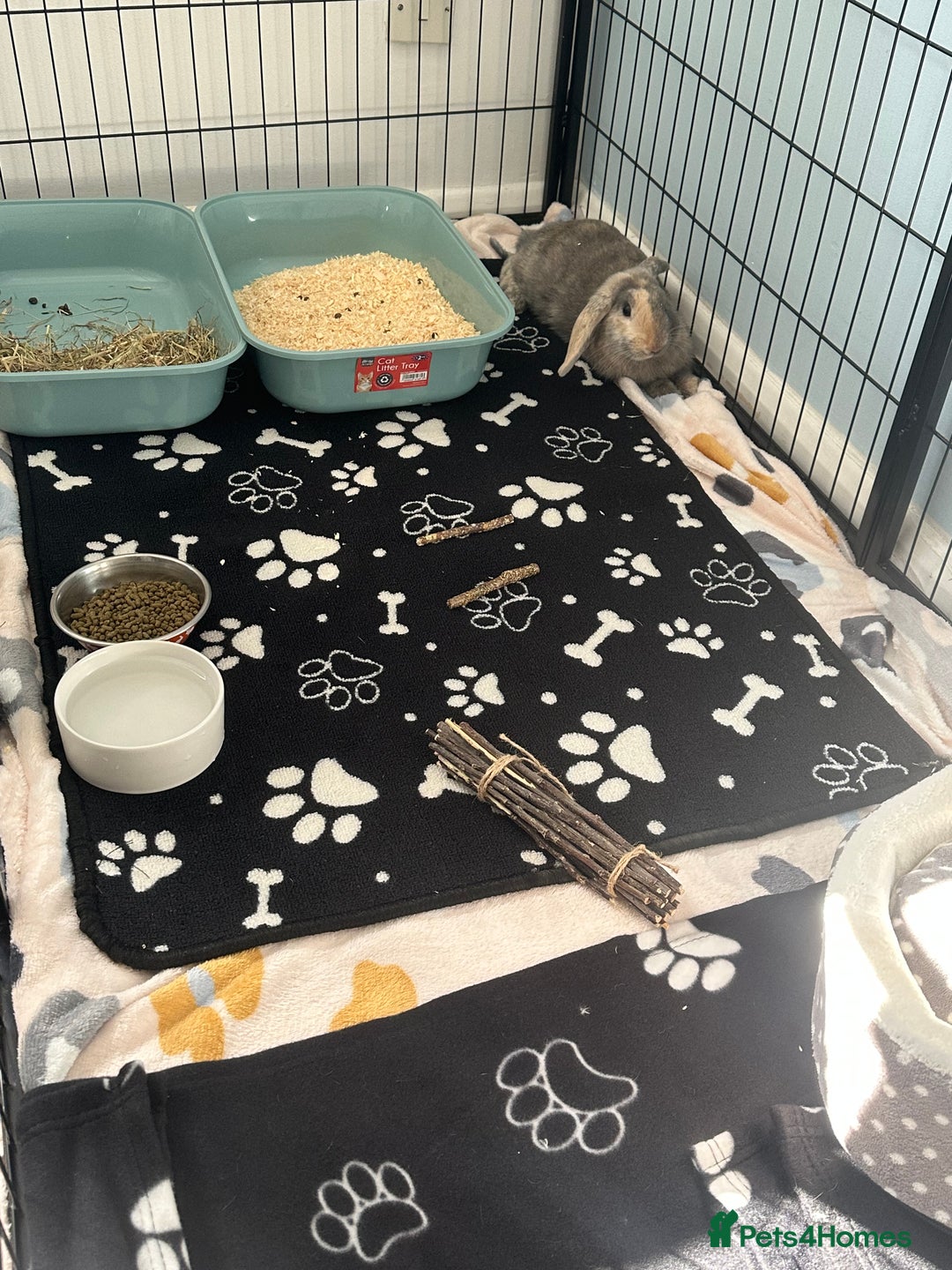 Mini Lop rabbits for sale: Male rabbit for sale - Advert 3