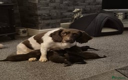 Sprocker dogs for sale: Sprocker puppies for sale - Image 8