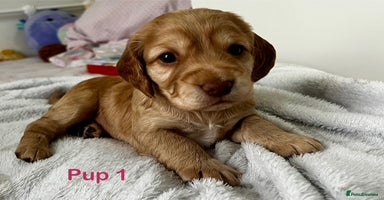 Cockapoo dogs Adorable Cocker/Cockapoo Puppies - Only 2 left! - Advert 14