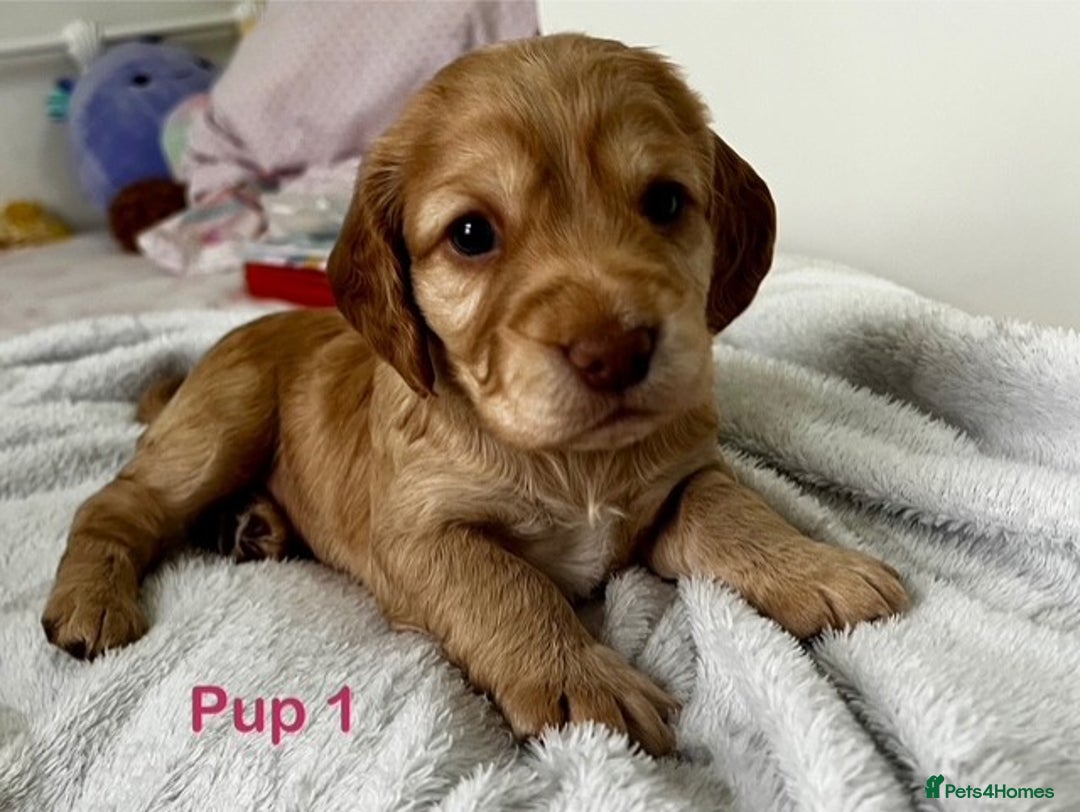 Cockapoo dogs for sale: Adorable Cocker/Cockapoo Puppies - Only 1 left! - Advert 3