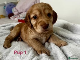 Cockapoo dogs Adorable Cocker/Cockapoo Puppies - Only 2 left! - Advert 3