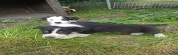 Border Collie dogs for sale: Border collie pups for sale in Bishop Auckland - Advert 22