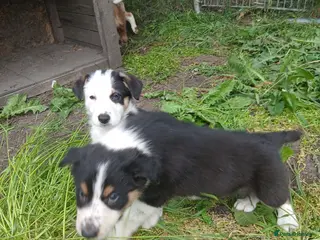 Border Collie dogs Border collie pups for sale - Advert 3