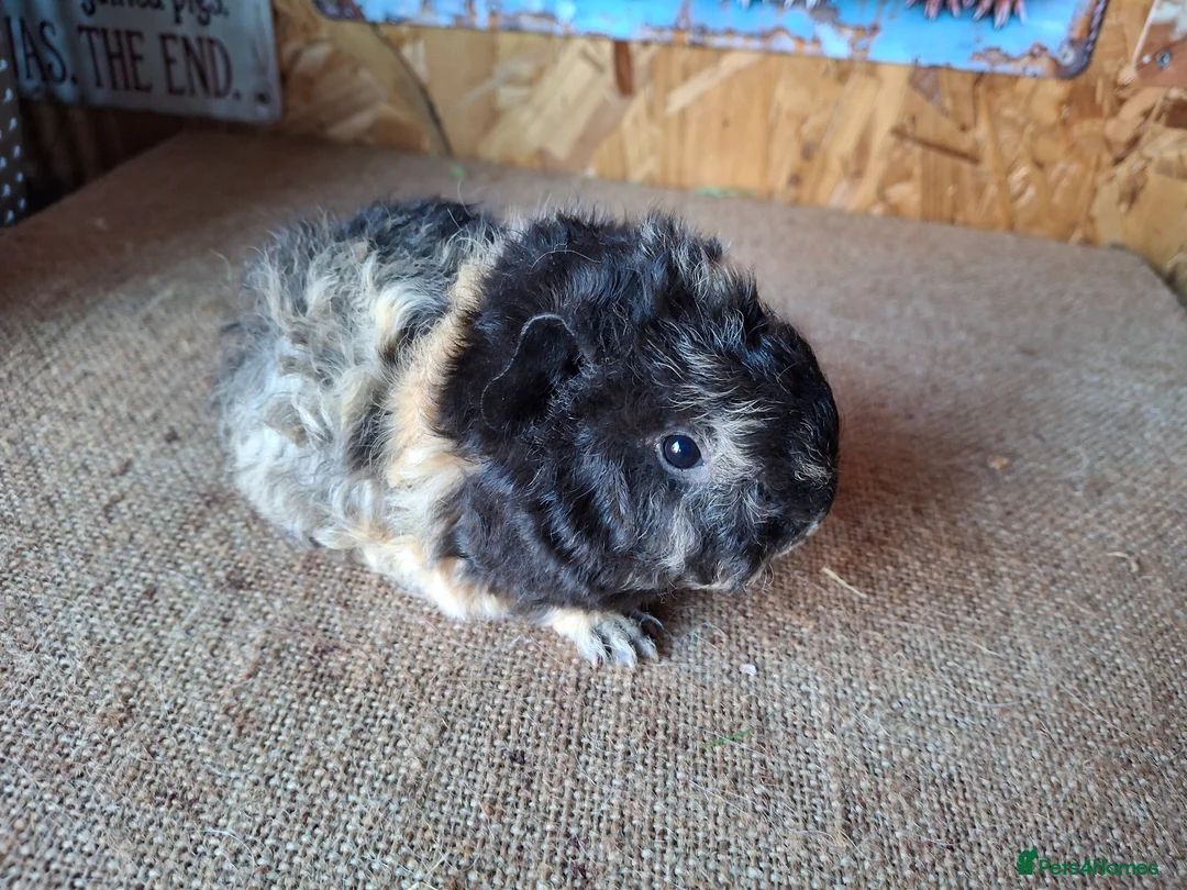 Guinea Pig rodents for sale: Lunkarya - Advert 3