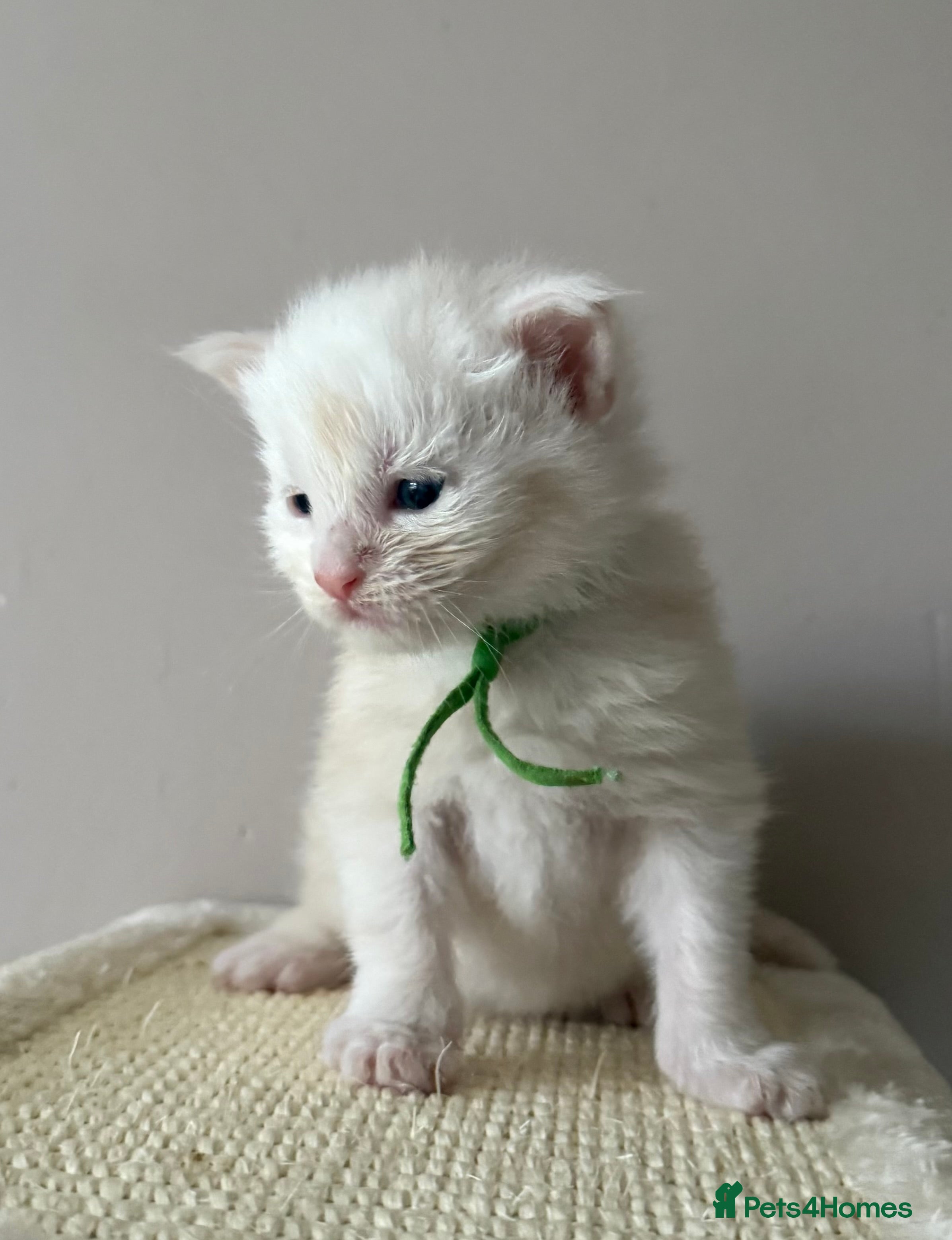 Maine Coon cats LAST MALE KITTEN RED SILVER SHADED - Advert 18