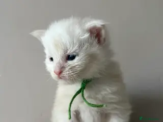 Maine Coon cats LAST MALE KITTEN RED SILVER SHADED - Advert 18