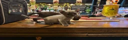 Burmese cats for sale: Well socialised GCCF-reg'd pedigree Burmese kits - Advert 12
