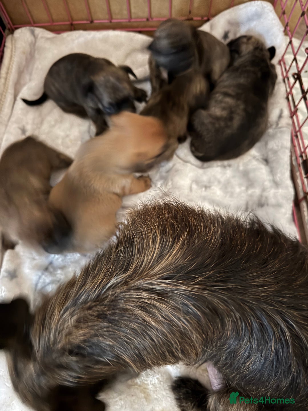Mixed Breed dogs for sale: 1 remaining girl puppy for sale - Advert 5