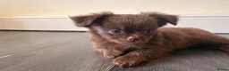 Chihuahua dogs for sale: Tiny chihuahua puppies  - Advert 2