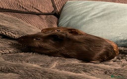 Guinea Pig rodents for sale: 2 baby girl guinea pigs  - Image 3