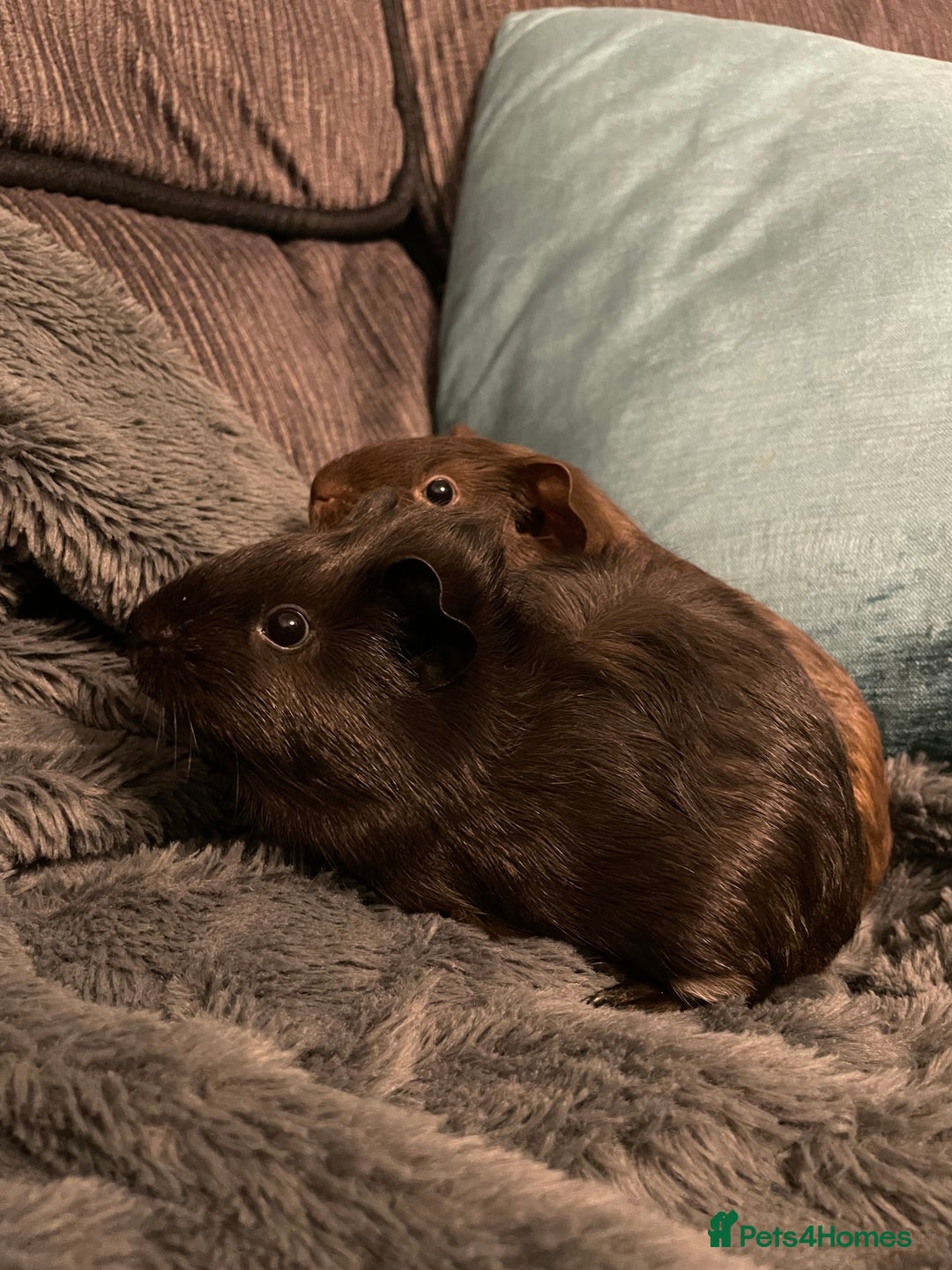 Guinea Pig rodents for sale: 2 baby girl guinea pigs  - Image 3