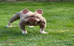 French Bulldog dogs for sale: French bulldog - Image 2